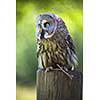 Close up of a Tawny Owl (Strix aluco) in woods