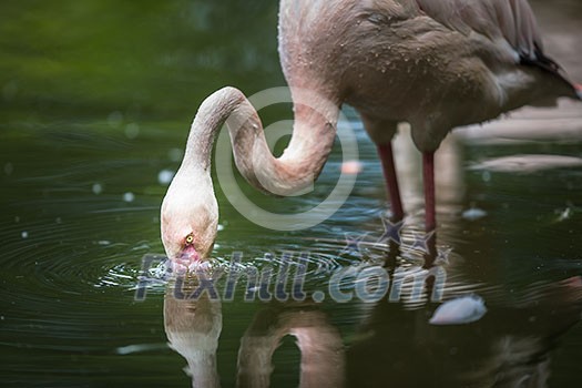 Pink Flamingo feeding in water - filtering water with its beak Pink Flamingo feeding in water - filtering water with its beak