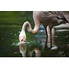 Pink Flamingo feeding in water - filtering water with its beak