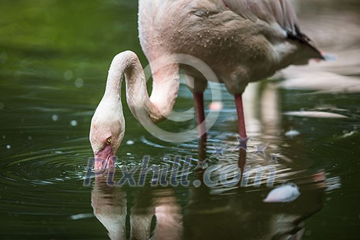 Pink Flamingo feeding in water - filtering water with its beak