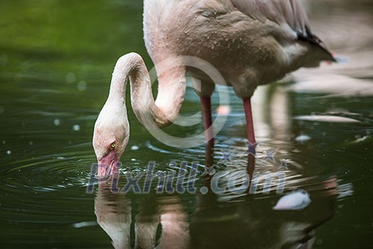 Pink Flamingo feeding in water - filtering water with its beak Pink Flamingo feeding in water - filtering water with its beak