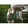 Pink Flamingo feeding in water - filtering water with its beak