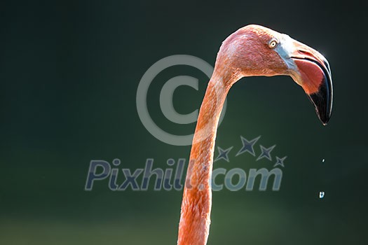 Closeup portrait of beautiful pink flamingo