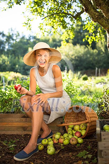 Pretty, young woman gardening in her garden - harvesting organic apples - looking very happy with the results