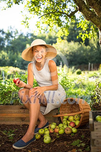 Pretty, young woman gardening in her garden - harvesting organic apples - looking very happy with the results Pretty, young woman gardening in her garden - harvesting organic apples - looking very happy with the results
