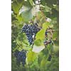 Lovely ripe, red grapes in a vineyard (color toned image)