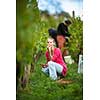 Pretty female vintner harvesting white vine grapes (color toned image)
