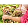 Hands of a female vintner harvesting white vine grapes (color toned image)