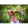 Hands of a female vintner harvesting red vine grapes (color toned image)