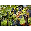 Handsome young vintner harvesting vine grapes in his vineyard (color toned image)