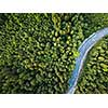 Aerial top view of summer green trees in forest with a splendid mountain river in Swiss Alps