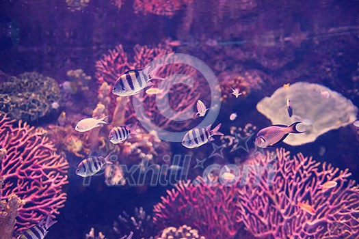 big tropical freshwater aquarium with colorful fishes and plants big tropical freshwater aquarium with colorful fishes and plants