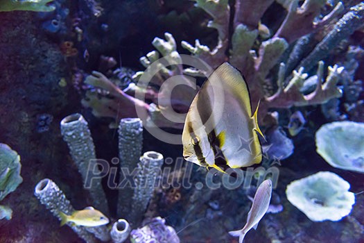 big tropical freshwater aquarium with colorful fishes and plants big tropical freshwater aquarium with colorful fishes and plants