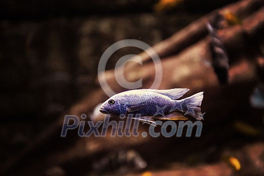 big tropical freshwater aquarium with colorful fishes and plants big tropical freshwater aquarium with colorful fishes and plants