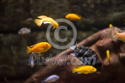 big tropical freshwater aquarium with colorful fishes and plants big tropical freshwater aquarium with colorful fishes and plants