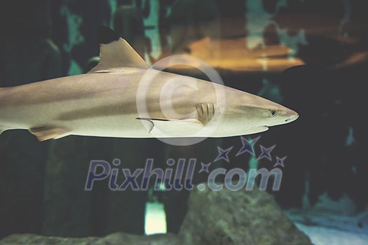 Blacktip Reef shark swimming in big tropical aquarium Blacktip Reef shark swimming in big tropical aquarium