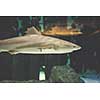 Blacktip Reef shark swimming in big tropical aquarium