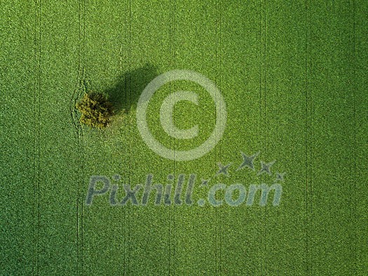 Lovely green filed aerial photo