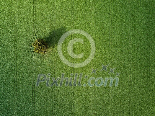 Lovely green filed aerial photo Lovely green filed aerial photo