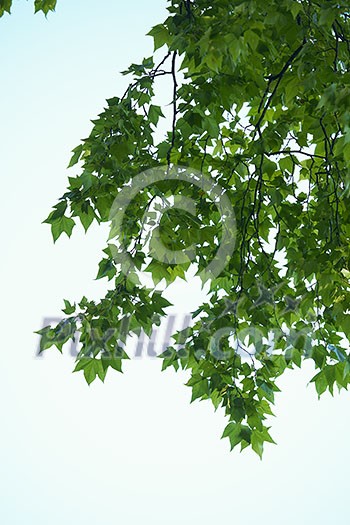 tree branches with blue sky in background and fresh spring leafs close up ready for double exposure mask selection