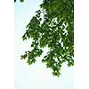 tree branches with blue sky in background and fresh spring leafs close up ready for double exposure mask selection