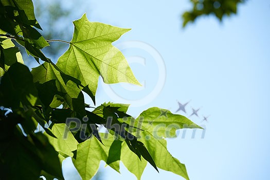 tree branches with blue sky in background and fresh spring leafs close up ready for double exposure mask selection tree branches with blue sky in background and fresh spring leafs close up ready for double exposure mask selection