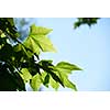 tree branches with blue sky in background and fresh spring leafs close up ready for double exposure mask selection