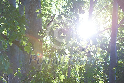 tree branches with blue sky in background and fresh spring leafs close up ready for double exposure mask selection tree branches with blue sky in background and fresh spring leafs close up ready for double exposure mask selection