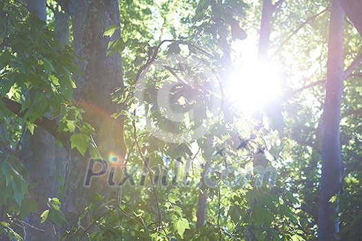 tree branches with blue sky in background and fresh spring leafs close up ready for double exposure mask selection