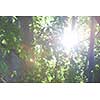 tree branches with blue sky in background and fresh spring leafs close up ready for double exposure mask selection