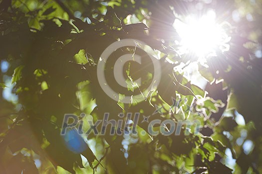 tree branches with blue sky in background and fresh spring leafs close up ready for double exposure mask selection