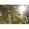 tree branches with blue sky in background and fresh spring leafs close up ready for double exposure mask selection