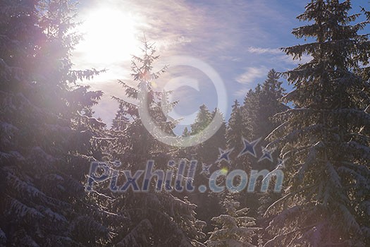 winter landscape in forest at sunset with fresh snow and clear blue sky