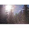 winter landscape in forest at sunset with fresh snow and clear blue sky