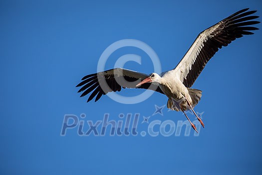 Elegant white stork (Ciconia ciconia) during the nesting season, busy taking care of his little ones Elegant white stork (Ciconia ciconia) during the nesting season, busy taking care of his little ones
