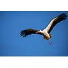 Elegant white stork (Ciconia ciconia) during the nesting season, busy taking care of his little ones