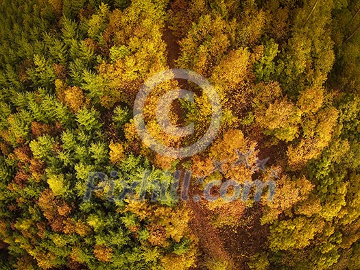 Autumn forest aerial view