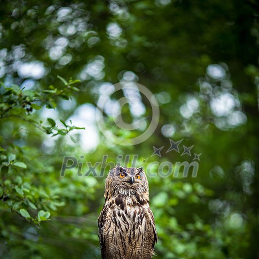 Closeup of a Eurasian Eagle-Owl (Bubo bubo) Closeup of a Eurasian Eagle-Owl (Bubo bubo)