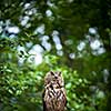 Closeup of a Eurasian Eagle-Owl (Bubo bubo)