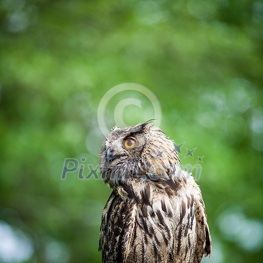 Closeup of a Eurasian Eagle-Owl (Bubo bubo) Closeup of a Eurasian Eagle-Owl (Bubo bubo)