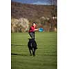 Portrait of a black dog running fast outdoors, playing with frisbee  (shallow DOF, sharp focus
