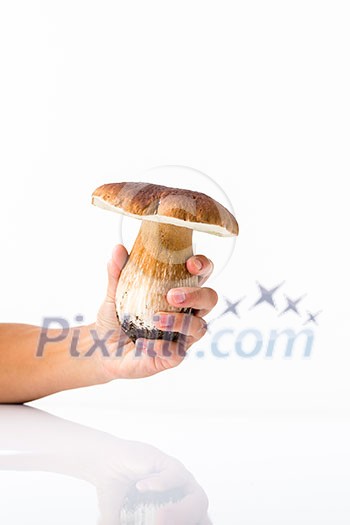 Autumn mushroom isolated on glossy white