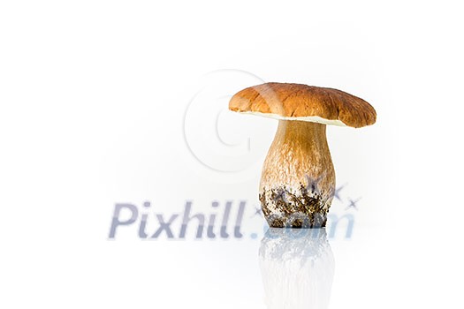 Autumn mushroom isolated on glossy white