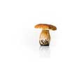 Autumn mushroom isolated on glossy white