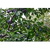 Fruity rural garden with ripe plum fruit on a green branch. The concept of harvesting