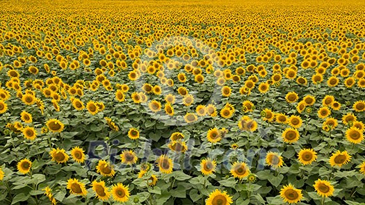 Beautiful summer landscape with a blooming field of yellow sunflowers against the background of a cloudy sky. Natural flowering background Beautiful summer landscape with a blooming field of yellow sunflowers against the background of a cloudy sky. Natural flowering background