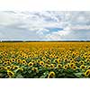 Agricultural field of blooming sunflowers at summer sunset. Panoramic view from drone. Natural flowering background with blue sky.