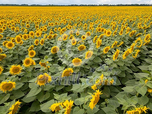 Panoramic view from drone to natural yellow field with sunflowers at summer sunny day. Natural flowering background.