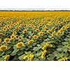 Panoramic view from drone to natural yellow field with sunflowers at summer sunny day. Natural flowering background.