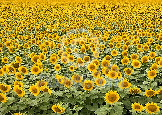 Agricultured field of blooming sunflowers at summer sunset. Panoramic view from drone. Natural flowering background Agricultured field of blooming sunflowers at summer sunset. Panoramic view from drone. Natural flowering background